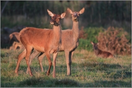 <p>JELEN LESNÍ (Cervus elaphus) obora /Red deer - Rothirsch/</p>